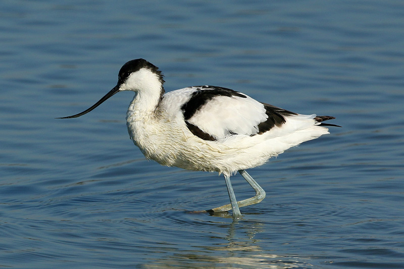 Avocetta (Recurvirostra avosetta)