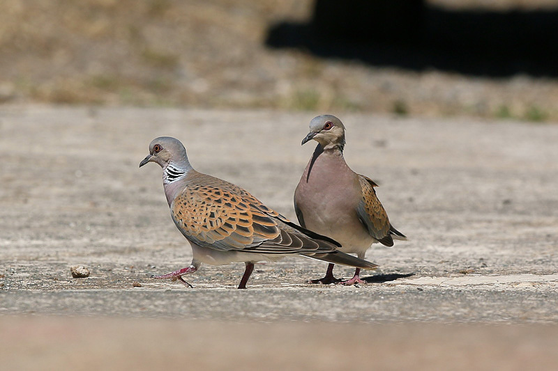 Tortora selvatica (Streptopelia turtur)