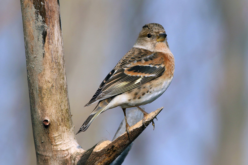 Peppola (Fringilla montifringilla)