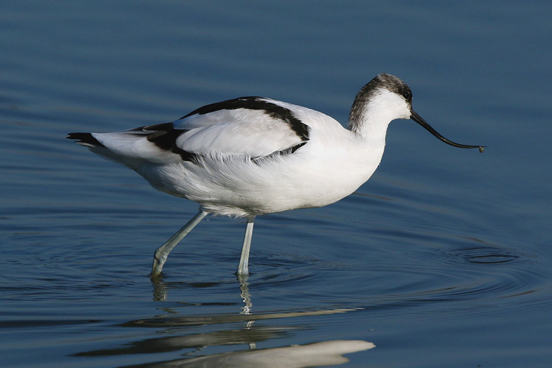 Avocetta (Recurvirostra avosetta)