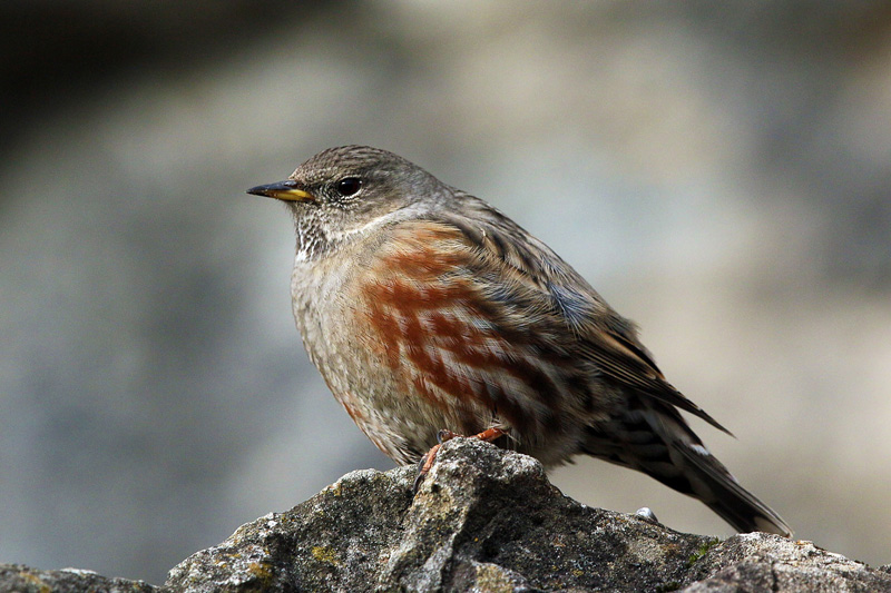 Sordone (Prunella collaris)