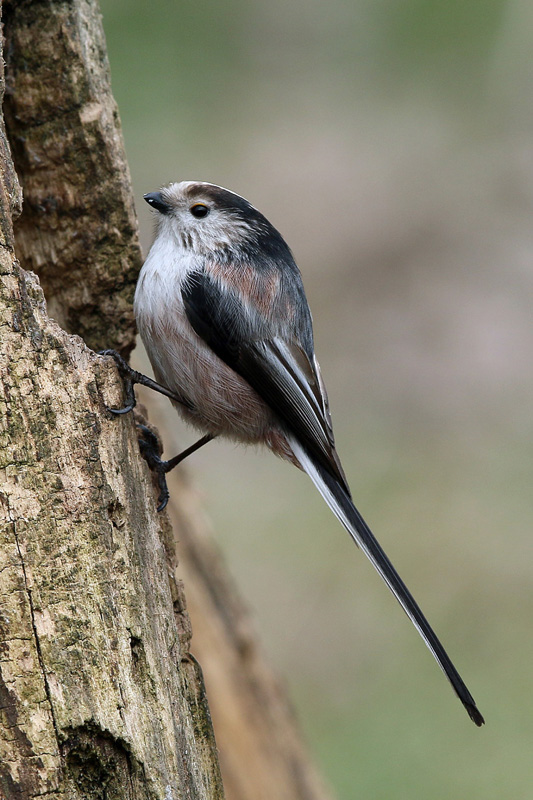 Codibugnolo (Aegithalos caudatus)