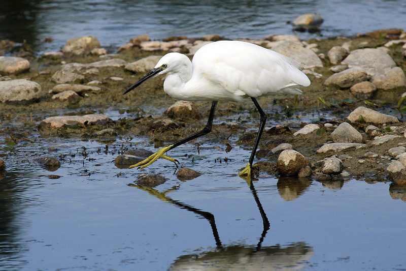 Garzetta (Egretta garzetta)