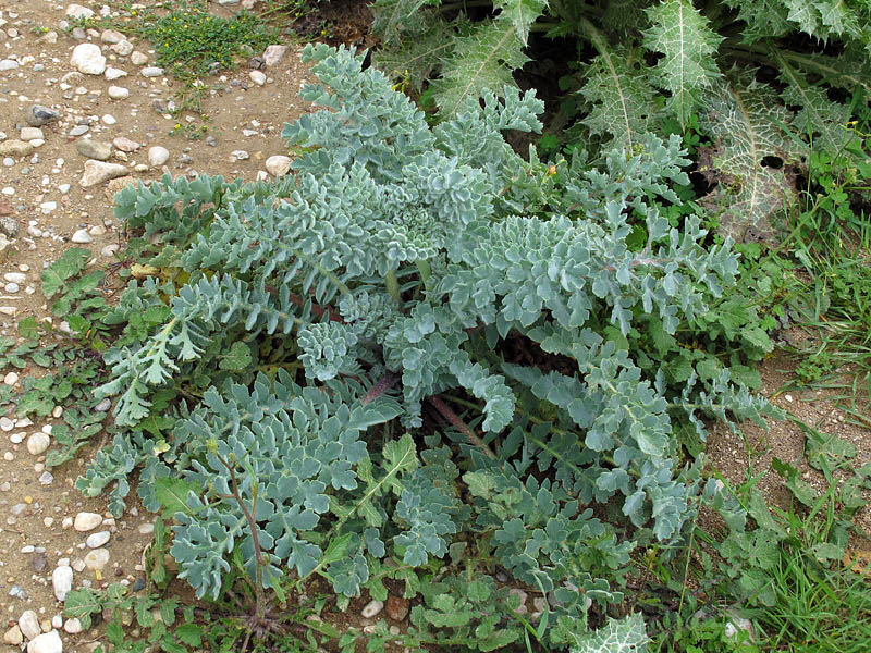 Glaucium flavum / Papavero cornuto
