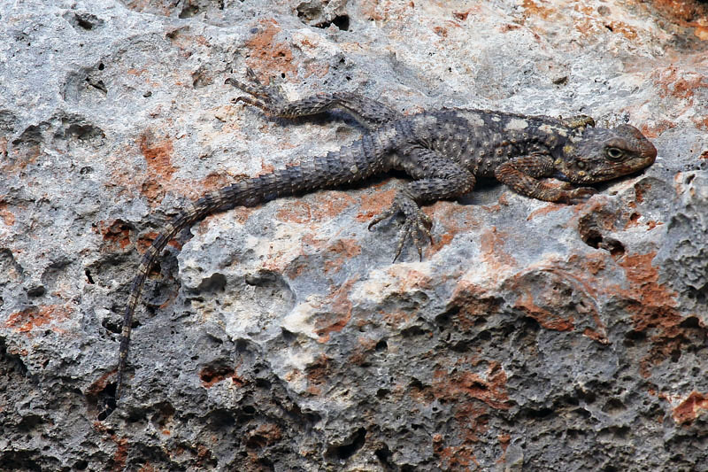 Stellione (Laudakia stellio)