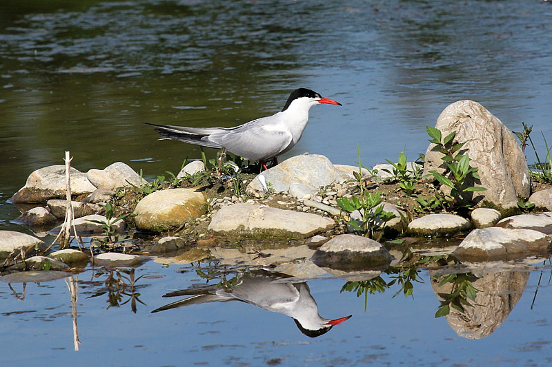 Sterna comune (sterna hirundo)