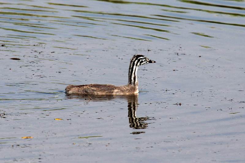 Svasso maggiore (Podiceps cristatus)