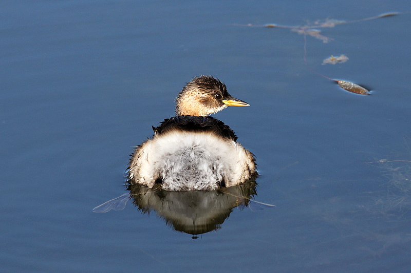 Tuffetto (Tachybaptus ruficollis)