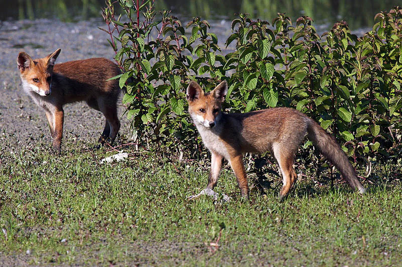Volpe (vulpes vulpes)