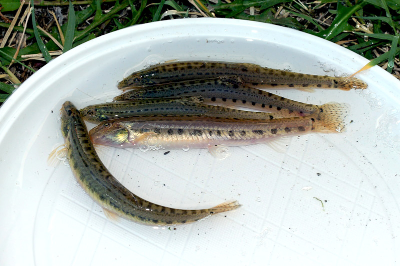 Cobite comune (Cobitis bilineata)