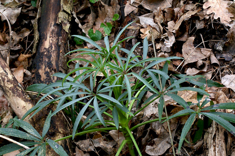 Helleborus foetidus / Elleboro fetido