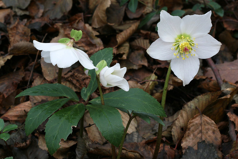 Helleborus niger L. / Rosa di Natale