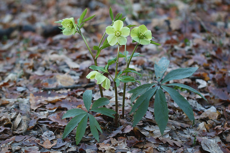 Helleborus viridis L. / Elleboro verde