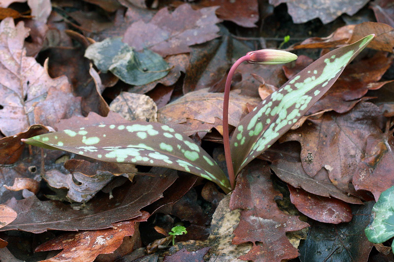 Erythronium dens-canis / Dente di cane