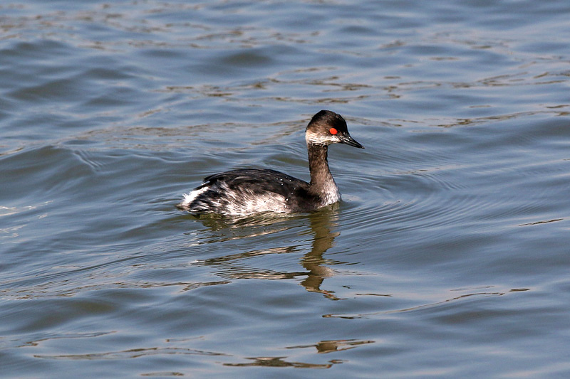 Svasso piccolo (Podiceps nigricollis)