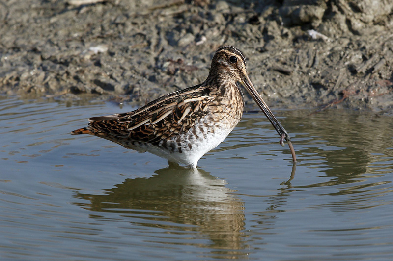 Beccaccino (Gallinago gallinago)