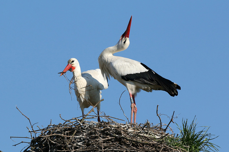 Cicogna bianca (ciconia ciconia)