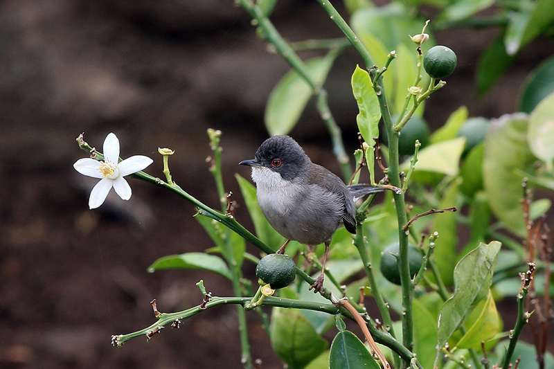 Occhiocotto (Sylvia melanocephala)