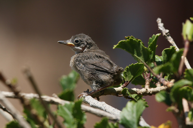 Occhiocotto (Sylvia melanocephala)
