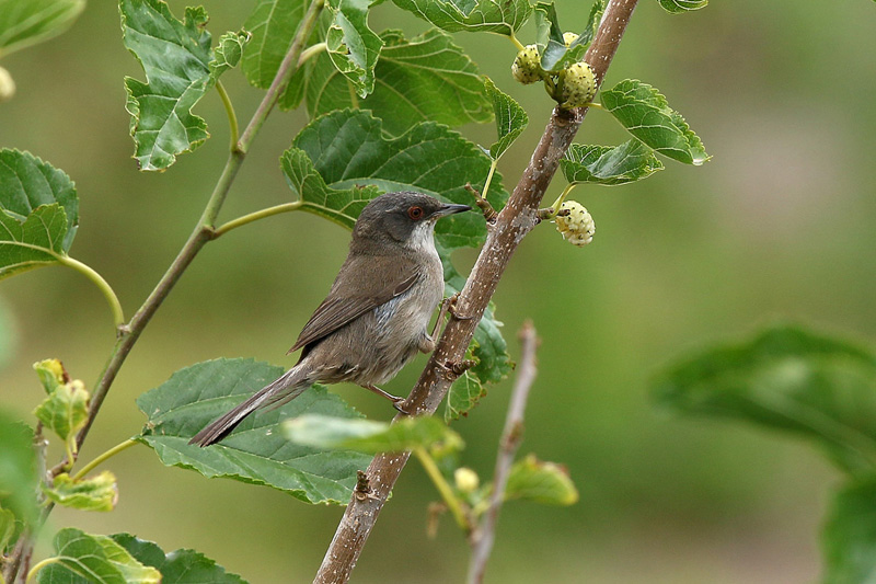 Occhiocotto (Sylvia melanocephala)