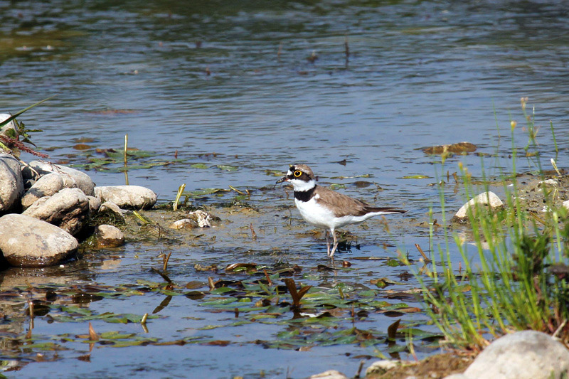 Corriere piccolo  (Charadrius dubius)