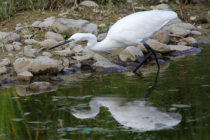 Garzetta (Egretta garzetta)