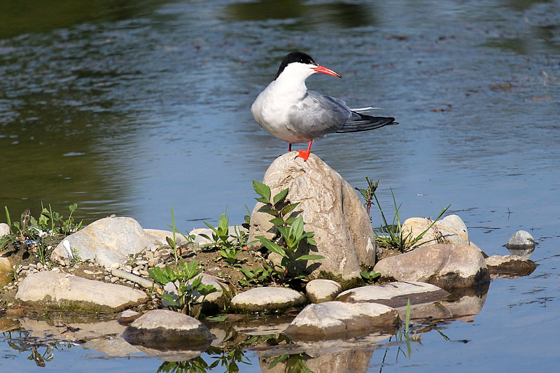 Sterna comune (sterna hirundo)