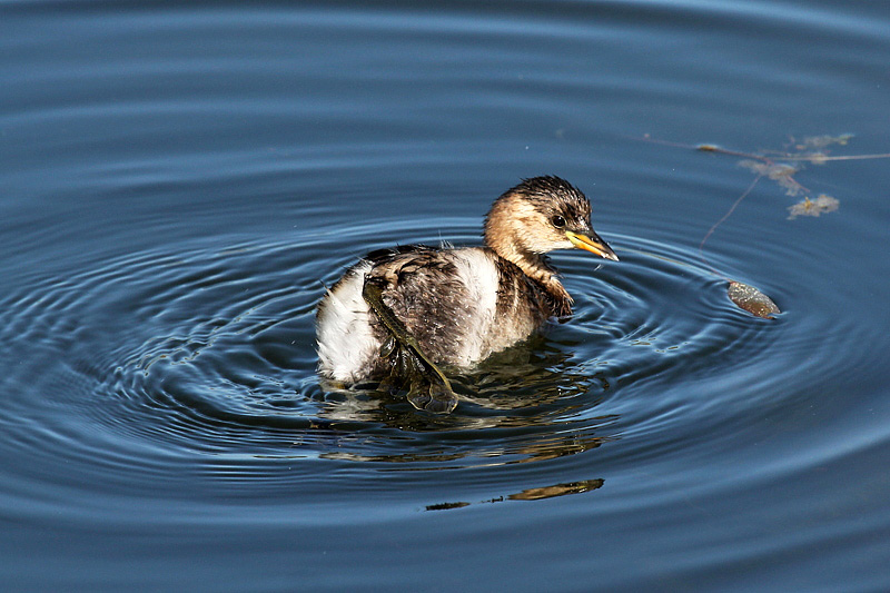 Tuffetto (Tachybaptus ruficollis)