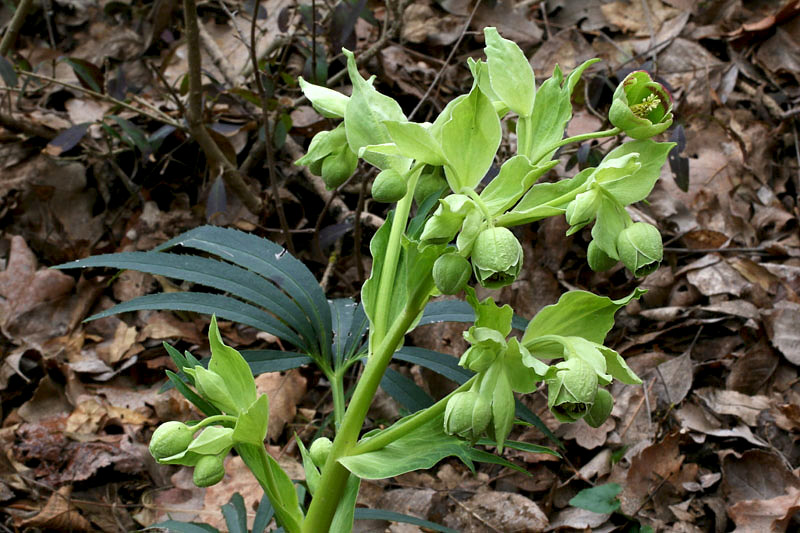 Helleborus foetidus / Elleboro fetido