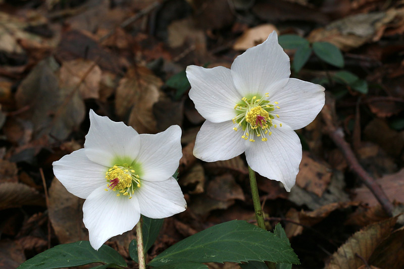 Helleborus niger L. / Rosa di Natale