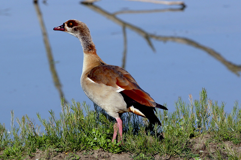 Oca egiziana (alopochen-aegyptiacus)