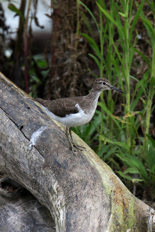 Piro piro piccolo (Actitis hypoleucos)