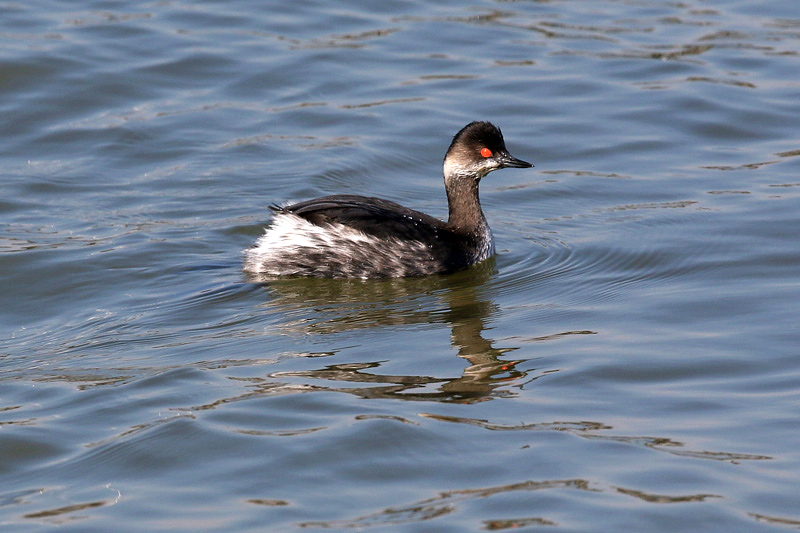 Svasso piccolo (Podiceps nigricollis)