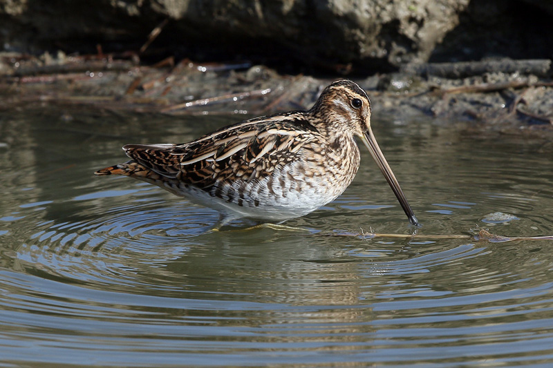 Beccaccino (Gallinago gallinago)