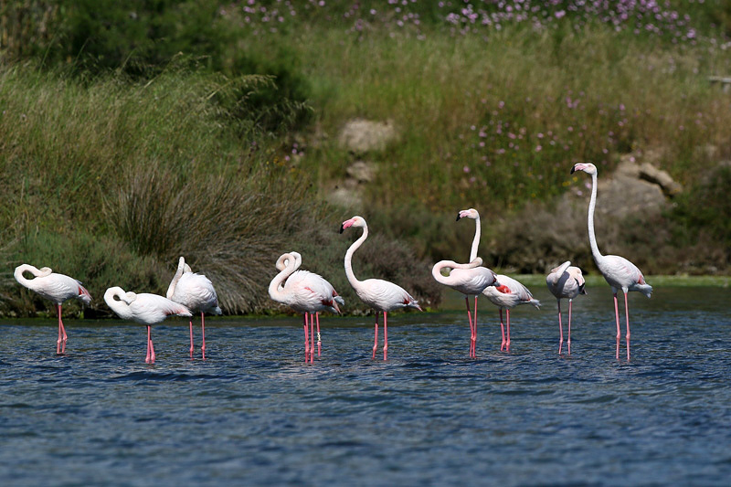 Fenicottero (Phoenicopterus roseus)
