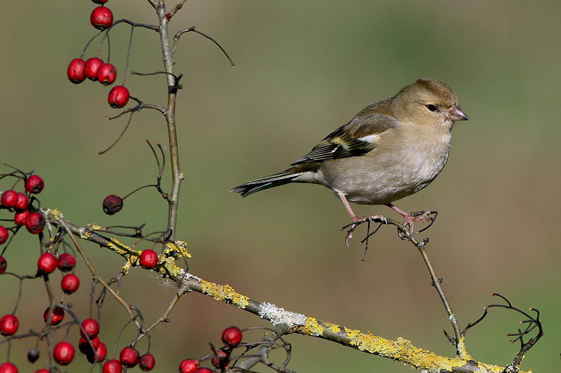 Fringuello (Fringilla coelebs)