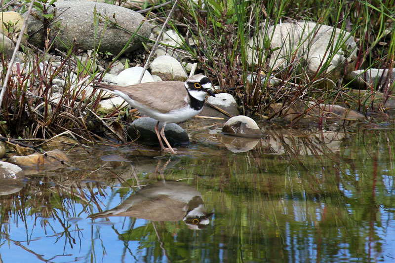 Corriere piccolo  (Charadrius dubius)