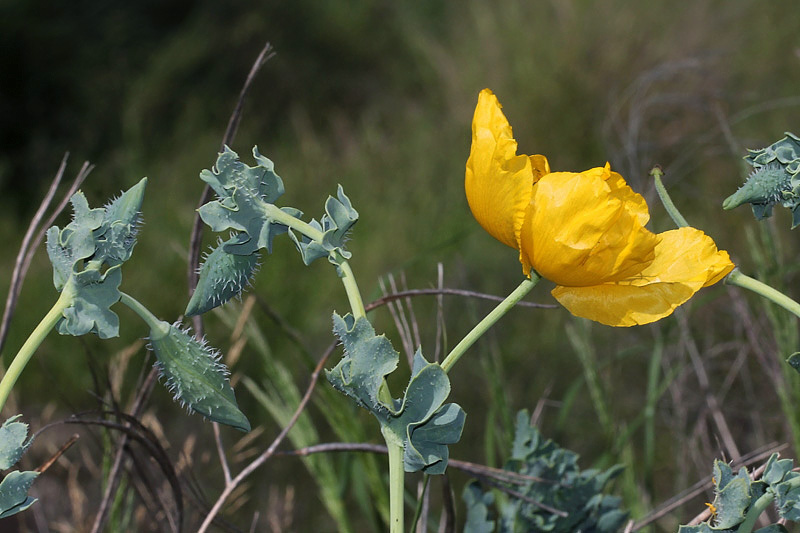 Glaucium flavum / Papavero cornuto