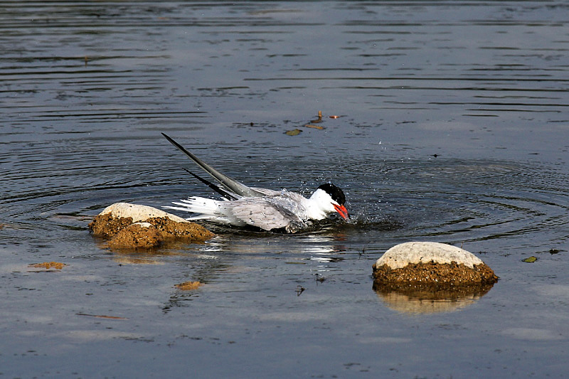 Sterna comune (sterna hirundo)