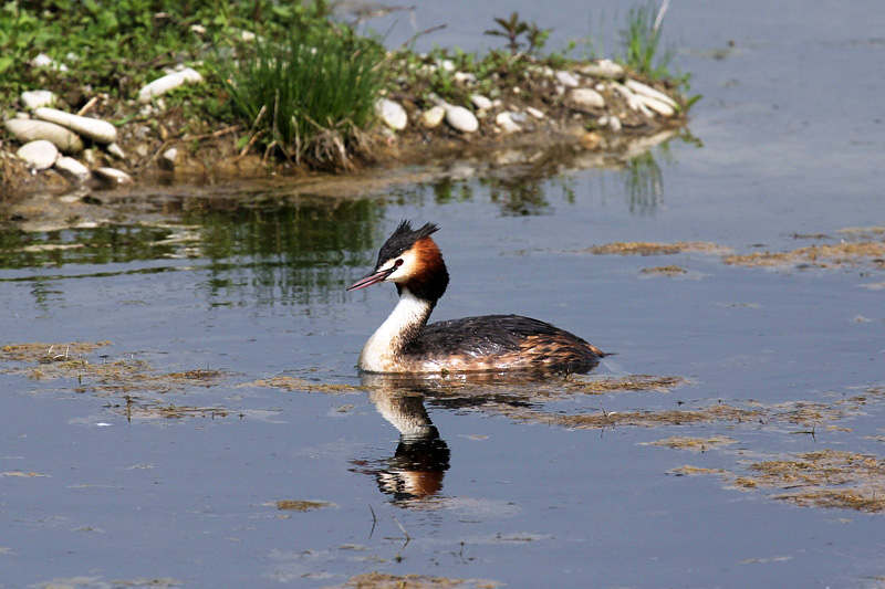 Svasso maggiore (Podiceps cristatus)