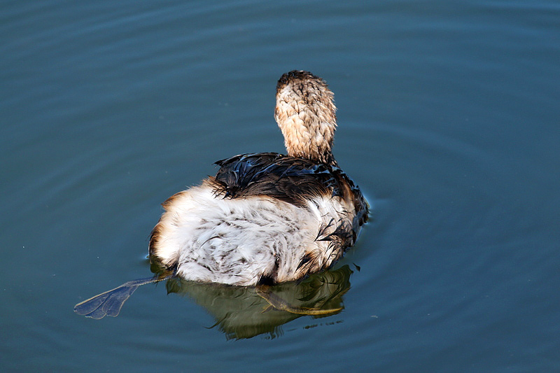Tuffetto (Tachybaptus ruficollis)