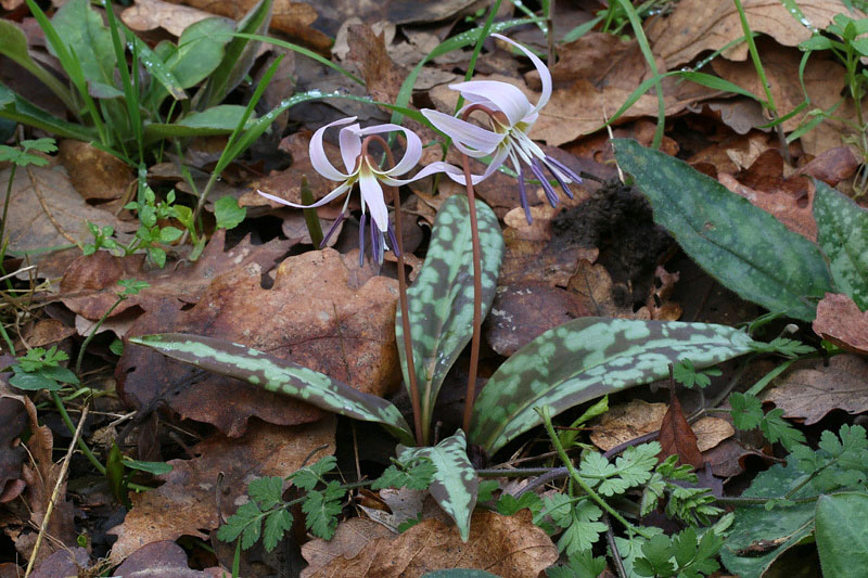 Erythronium dens-canis / Dente di cane