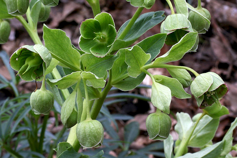 Helleborus foetidus / Elleboro fetido