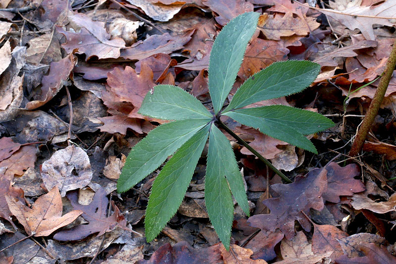 Helleborus viridis L. / Elleboro verde