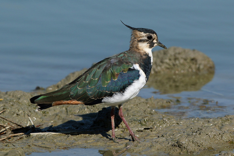 Pavoncella (Vanellus vanellus)