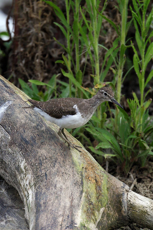 Piro piro piccolo (Actitis hypoleucos)
