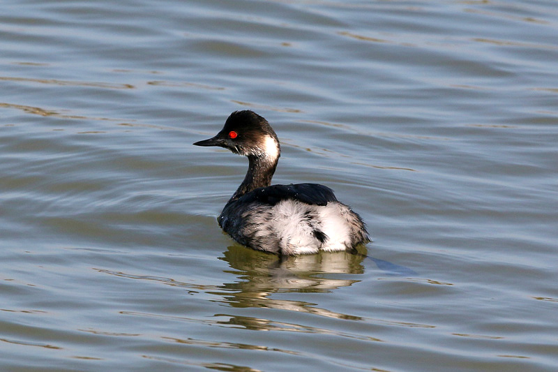 Svasso piccolo (Podiceps nigricollis)