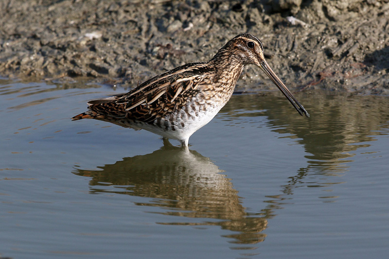 Beccaccino (Gallinago gallinago)