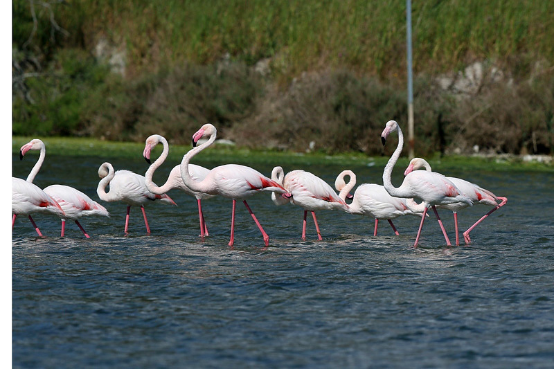 Fenicottero (Phoenicopterus roseus)