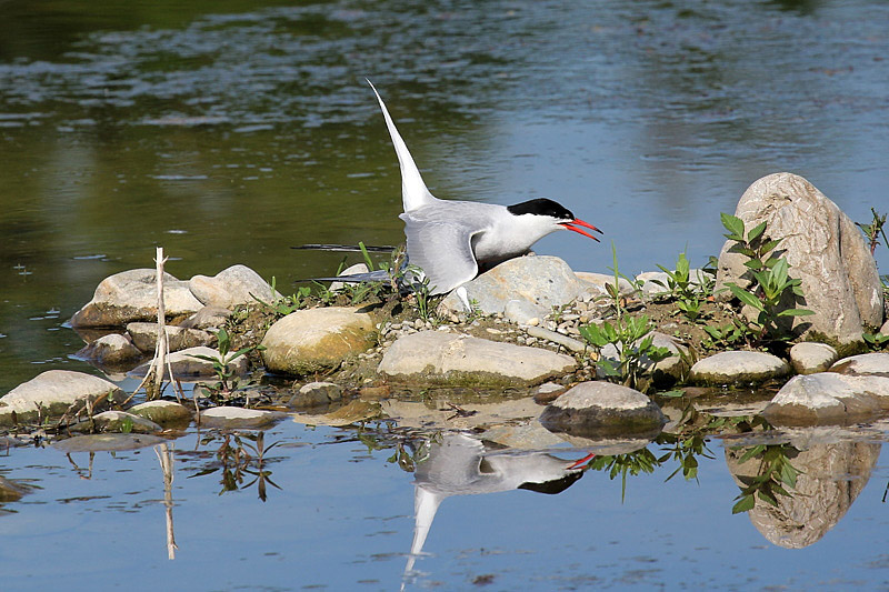 Sterna comune (sterna hirundo)